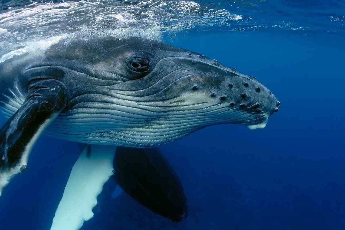 L'animale più grande del mondo