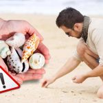 Le conchiglie sono pericolose per la salute